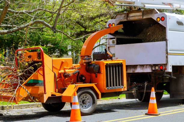 How Our Tree Care Process Works  in Southeast Arcadia, FL